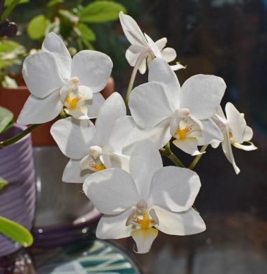 orhideea-fluture