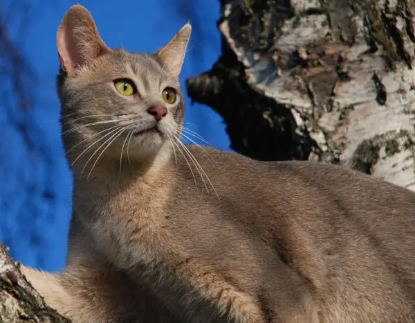 pisica-abisiniana