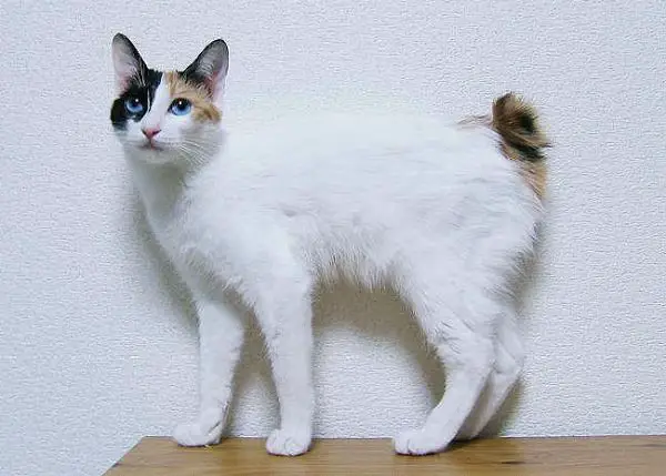 pisica-japoneza
