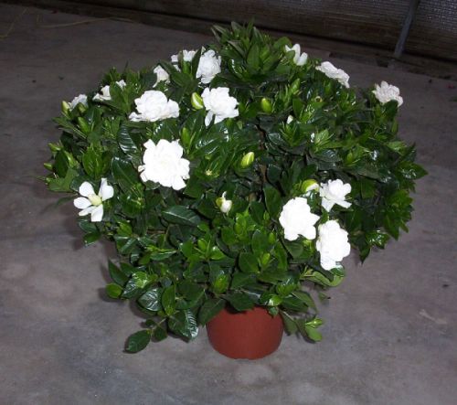 Gardenia-jasminoides-in-pot (plantsrescue.com)