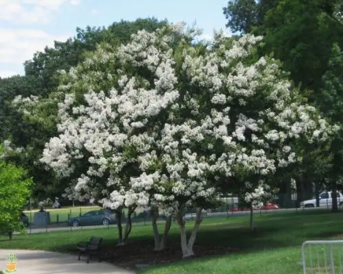 myrtle-tree (theplantingtree.com)