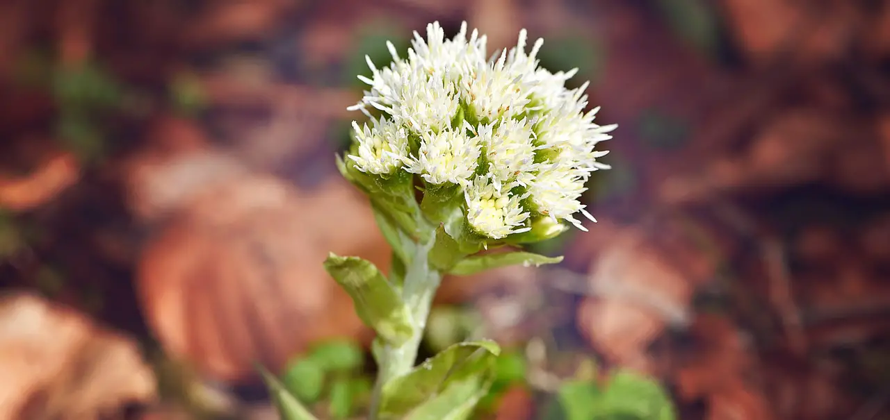 floare de CAPTALAN -Petasites officinalis