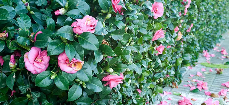 Plante care iubesc frigul iernii si iti coloreaza gradina - Camellia japonica (Trandafirul japonez)