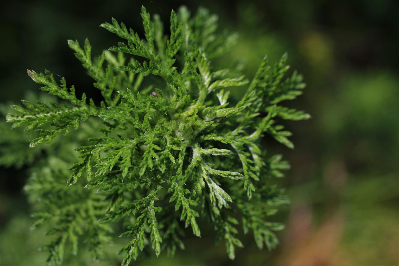 Mugwort, planta halucinogena