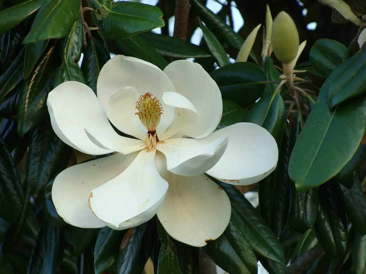 beneficii magnolie