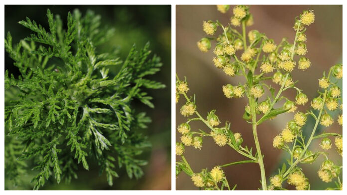 Beneficiile pelinitei (Artemisia Annua) depasesc oare riscurile sale? Ce spun studiile