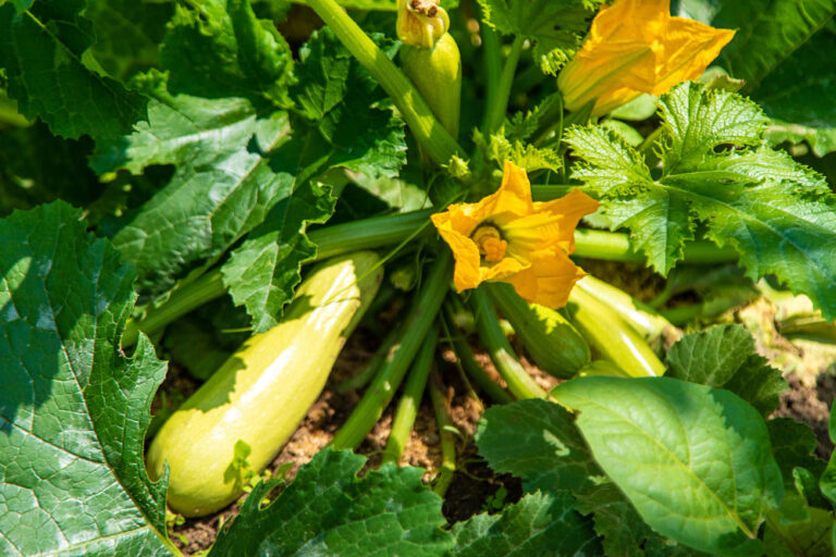 Cum sa iti imbunatatesti recolta de dovlecei si zucchini cu plante insotitoare